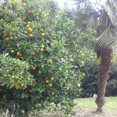 Le Palme Bed & Breakfast Chieti Exterior photo